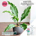 【スターターセット付】【バルーン鉢カバー付き/アンティークブラウン】アンスリウム・フーケリー 8号【観葉植物/インテリア/おしゃれ/ナチュラル/鉢植え/贈り物/楽天/通販/ミドルサイズ/ブラック/シンプル/人気商品/サスティー/SUSTEE/リーフクリン/IBのチカラ】【大型】