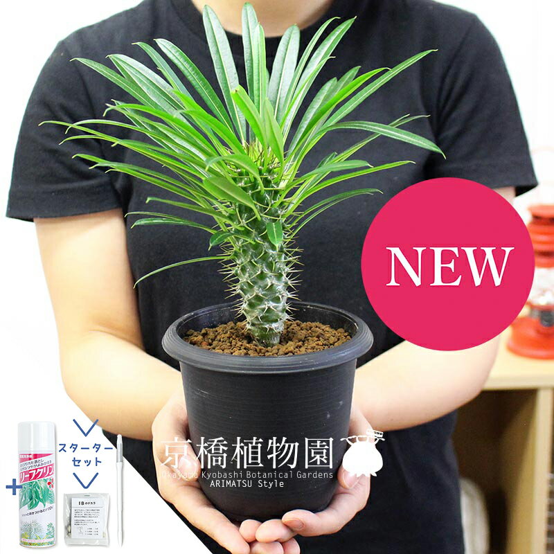 【30日はP5倍！】【スターターセット付】パキポディウム ・ラメリー（ラメレイ） 3.5号　【植物 インテリア おしゃれ 人気 引越し祝い 開店祝い 新築祝い お祝い 楽天 通販 鉢植え観葉 ギフト プレゼント スモールサイズ/サスティー/SUSTEE/リーフクリン/IBのチカラ】