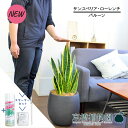 【スターターセット付】【バルーン鉢カバー付き/アンティークブラウン】サンスベリア・ローレンチ 7号【サスティー/SUSTEE/リーフクリン/IBのチカラ/観葉植物/インテリア/おしゃれ/ナチュラル/鉢植え/贈り物/楽天/通販/ミドルサイズ/シンプル/人気商品/黒】【大型】
