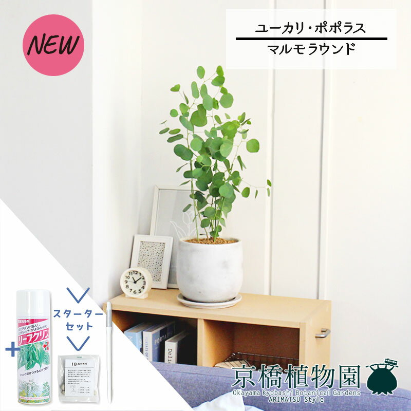 【15日はP5倍！】【スターターセット付】【マルモラウンドL】ユーカリ・ポプルネア/ポポラス【サスティー/SUSTEE/リーフクリン/IBのチカラ/観葉植物/インテリア/おしゃれ/ナチュラル/鉢植え/贈り物/楽天/通販/スモールサイズ/人気商品/ギフト/プレゼント】5G