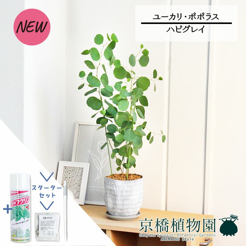 【マラソンクーポン有！】【スターターセット付】【ハピグレイ】ユーカリ・ポプルネア/ポポラス【サスティー/SUSTEE/リーフクリン/IBのチカラ/観葉植物/インテリア/おしゃれ/ナチュラル/鉢植え/贈り物/楽天/通販/スモールサイズ/人気商品/ギフト/プレゼント】5G