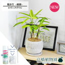 【スターターセット付】【ロゼッタボウルSサイズ/ホワイト】観音竹(カンノンチク) -綾錦- 【観葉植物/インテリア/おしゃれ/ナチュラル/鉢植え/贈り物/楽天/通販/スモールサイズ/人気商品/ギフト/プレゼント/サスティー/SUSTEE/リーフクリン/IBのチカラ】4G