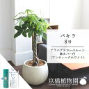 【スターターセット付】パキラ 8号【ローバルーン鉢カバー/アンティークホワイト】【大きめサイズの編み込み仕立て】【ミドルサイズ/サスティー/SUSTEE/リーフクリン/IBのチカラ】【父の日 ギフト】