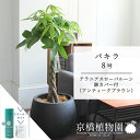【30日はP5倍!】【スターターセット付】パキラ 8号【ローバルーン鉢カバー/アンティークブラウン】【大きめサイズの編み込み仕立て】【ミドルサイズ/サスティー/SUSTEE/リーフクリン/IBのチカラ】【父の日 ギフト】