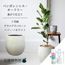 【スターターセット付】【バルーン鉢カバー:アンティークホワイト】フィカス・ベンガレンシス・オードリー 7号【フロアサイズ/ベンガルゴム/シンプル/ホワイト/白/鉢植え/ギフト/プレゼント/お祝い/新生活/おしゃれ/観葉/植物/サスティー/SUSTEE/リーフクリン/IBのチカラ】