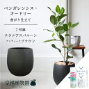 【スターターセット付】【バルーン鉢カバー:アンティークブラウン】フィカス・ベンガレンシス・オードリー 7号【フロアサイズ/ベンガルゴム/シンプル/ブラック/黒/鉢植え/ギフト/プレゼント/お祝い/新生活/おしゃれ/観葉/植物/サスティー/SUSTEE/リーフクリン/IBのチカラ】