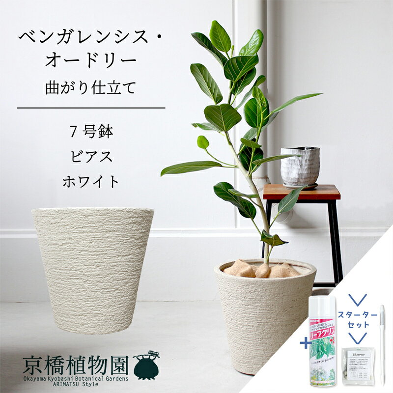 【スターターセット付】【ビアス鉢カバー：ホワイト】フィカス・ベンガレンシス・オードリー 7号【フロアサイズ/ベンガルゴム/シンプル/ホワイト/白/鉢植え/ギフト/プレゼント/お祝い/新生活/おしゃれ/観葉/植物/サスティー/SUSTEE/リーフクリン/IBのチカラ