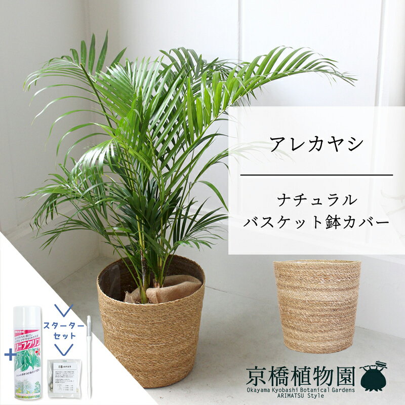 アレカヤシ 観葉植物 【マラソンクーポンあり】【スターターセット付】【ナチュラルバスケット鉢カバー】アレカヤシ　6号【ミドルサイズ/床置き/御祝/新築祝い/育てやすい/観葉植物/ヤシ/ナチュラル/自然/サスティー/SUSTEE/リーフクリン/IBのチカラ】【大型】