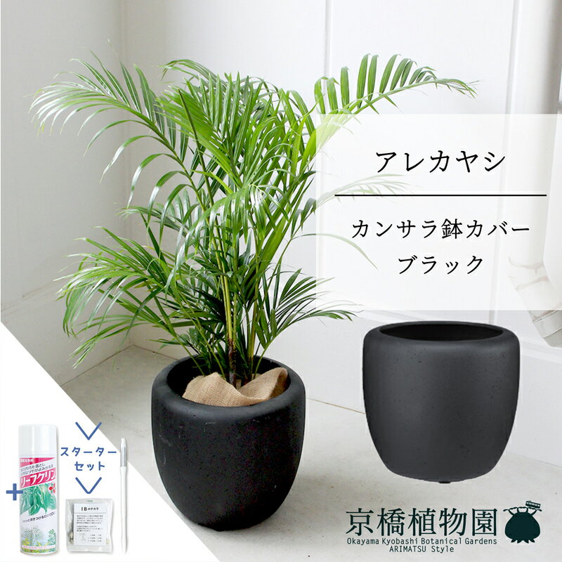 アレカヤシ 観葉植物 【1日はP7倍！】【スターターセット付】【カンサラ鉢カバー：ブラック】アレカヤシ　6号【ミドルサイズ/床置き/御祝/新築祝い/育てやすい/観葉植物/ヤシ/ブラック/黒/サスティー/SUSTEE/リーフクリン/IBのチカラ】【大型】