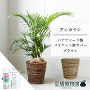【20日はP5倍!】【スターターセット付】【バスケット鉢カバー:ブラウン】アレカヤシ 7号 6G【ミドルサイズ/床置き/御祝/新築祝い/育てやすい/観葉植物/ヤシ/茶/ブラウン/サスティー/SUSTEE/リーフクリン/IBのチカラ】【大型】