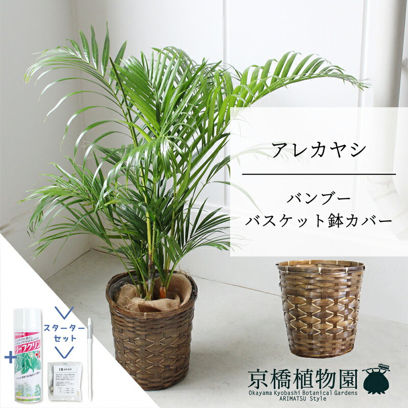 アレカヤシ 観葉植物 【1日はP7倍！】【スターターセット付】【バンブーバスケット鉢カバー】アレカヤシ　6号【ミドルサイズ/床置き/御祝/新築祝い/育てやすい/観葉植物/ヤシ/茶/竹/サスティー/SUSTEE/リーフクリン/IBのチカラ】【大型】