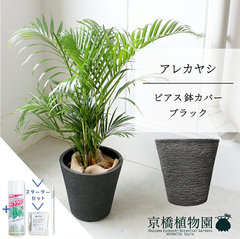 アレカヤシ 観葉植物 【5日はP5倍！】【SSクーポンあり】【スターターセット付】【ビアス鉢カバー：ブラック】アレカヤシ　6号【ミドルサイズ/床置き/御祝/新築祝い/育てやすい/観葉植物/ヤシ/ブラック/黒/サスティー/SUSTEE/リーフクリン/IBのチカラ】【大型】