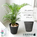 【SSクーポンあり】【SS特価品】【スターターセット付】【ビアス鉢カバー:ブラック】アレカヤシ 6号【ミドルサイズ/床置き/御祝/新築祝い/育てやすい/観葉植物/ヤシ/ブラック/黒/サスティー/SUSTEE/リーフクリン/IBのチカラ】【大型】