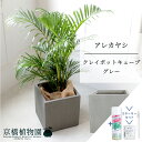 【SSクーポンあり】【SS特価品】【スターターセット付】【クレイポットキューブ鉢カバー:グレー】アレカヤシ 6号【ミドルサイズ/床置き/御祝/新築祝い/育てやすい/観葉植物/ヤシ/グレー/灰/サスティー/SUSTEE/リーフクリン/IBのチカラ】【大型】