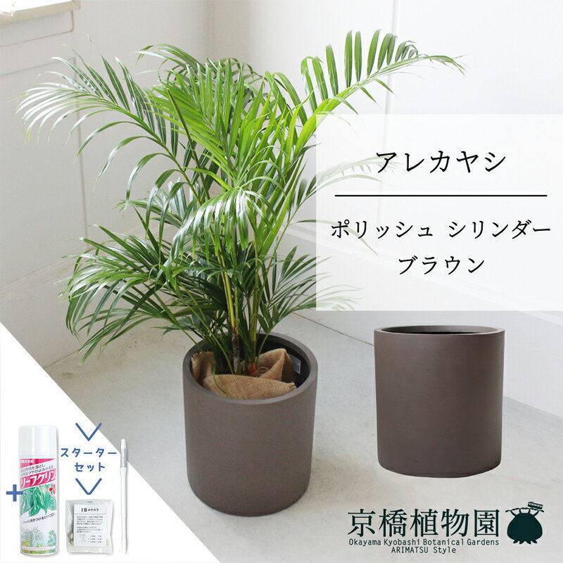 【スターターセット付】【ポリッシュ シリンダー：ブラウン】アレカヤシ　6号【ミドルサイズ/床置き/御祝/新築祝い/育てやすい/観葉植物/ヤシ/ブラウン/茶/サスティー/SUSTEE/リーフクリン/IBのチカラ】【大型】