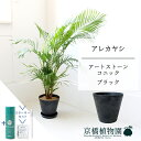 【SSクーポンあり】【SS特価品】【スターターセット付】【アートストーン コニック ブラック】アレカヤシ 7号 6G【ミドルサイズ/床置き/御祝/新築祝い/育てやすい/観葉植物/ヤシ/ブラック/黒/サスティー/SUSTEE/リーフクリン/IBのチカラ】【大型】