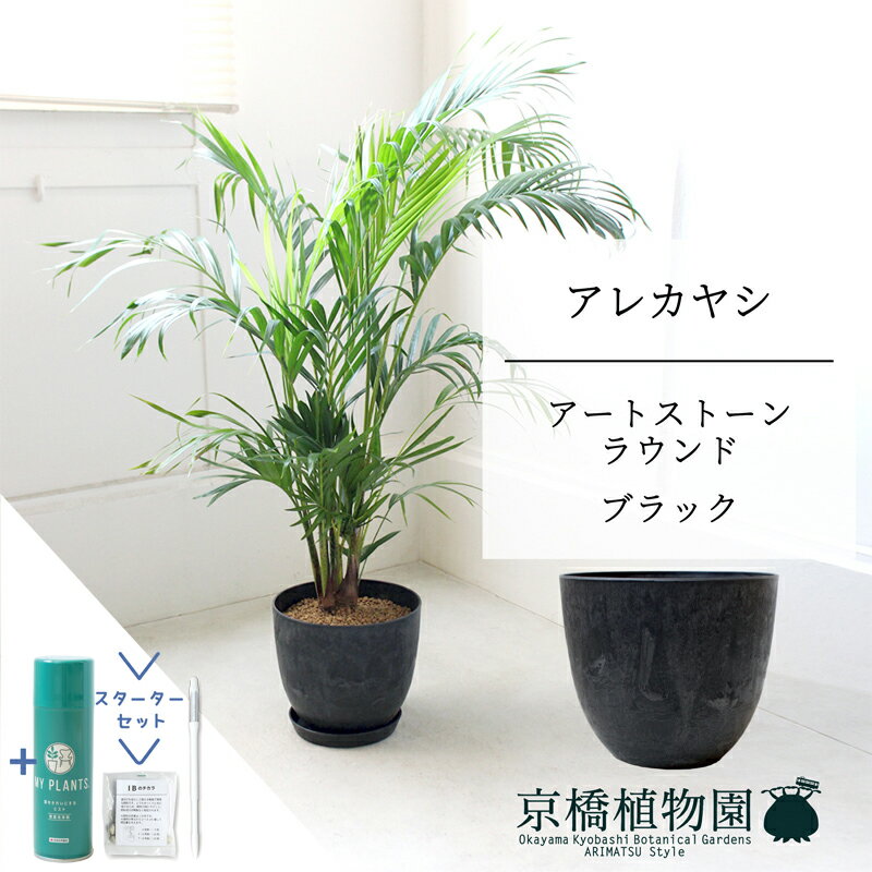 大型アレカヤシ 高さ140cm 観葉植物 ハイドロカルチャー 黒炭