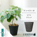 【スターターセット付】【ビアス鉢カバー:ブラック】ウンベラータ 7号【ミドルサイズ/床置き/御祝/新築祝い/育てやすい/観葉植物/ハートリーフ/ハート型/ブラック/黒/サスティー/SUSTEE/リーフクリン/IBのチカラ】【大型】
