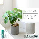 【スターターセット付】【ソンクシリンダー:ウォームグレー】ウンベラータ 7号【ミドルサイズ/床置き/御祝/新築祝い/育てやすい/観葉植物/ハートリーフ/ハート型/グレー/灰/サスティー/SUSTEE/リーフクリン/IBのチカラ】【大型】