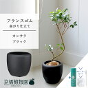 【スターターセット付】【カンサラ鉢カバー:ブラック】フランスゴム 曲がり 7号【ミドルサイズ/床置き/御祝/新築祝い/育てやすい/観葉植物/ゴムノキ/ブラック/黒/サスティー/SUSTEE/リーフクリン/IBのチカラ】【大型】