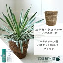 【バスケット鉢カバー:ブラウン】ユッカ・グロリオサ・バリエガータ 7号【ミドルサイズ/床置き/御祝/新築祝い/観葉植物】【大型】