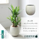 【スターターセット付】【バルーン鉢カバー:アンティークホワイト】ユッカ・エレファンティペス 7号【ミドルサイズ/床置き/御祝/新築祝い/観葉植物/サスティー/SUSTEE/リーフクリン/IBのチカラ】【大型】