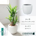 【SSクーポンあり】【SS特価品】【スターターセット付】【カンサラ鉢カバー:ホワイト】ユッカ・エレファンティペス 7号【ミドルサイズ/床置き/御祝/新築祝い/観葉植物/サスティー/SUSTEE/リーフクリン/IBのチカラ】【大型】