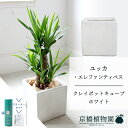 【SSクーポンあり】【スターターセット付】【クレイポットキューブ鉢カバー:ホワイト】ユッカ・エレファンティペス 7号【ミドルサイズ/床置き/御祝/新築祝い/観葉植物/サスティー/SUSTEE/リーフクリン/IBのチカラ】【大型】