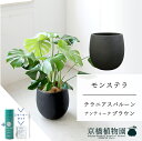 【スターターセット付】【バルーン鉢カバー:アンティークブラウン】モンステラ 8号【ミドルサイズ/床置き/御祝/新築祝い/観葉植物/サスティー/SUSTEE/リーフクリン/IBのチカラ】【大型】