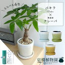 【SS特価品】【スターターセット付】パキラ×ツートンカラー陶器鉢・クレーパ【受け皿付】【釉薬陶器鉢/イエロー/黄色/ホワイト/白/ライトグリーン/黄緑/ライトブルー/水色/スモールサイズ/植え替え/観葉植物/サスティー/SUSTEE/リーフクリン/IBのチカラ】4G