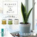 【スターターセット付】サンスベリア×ツートンカラー陶器鉢・クレーパ【受け皿付】【トラノオ/釉薬陶器鉢/イエロー/黄色/ホワイト/白/ライトグリーン/黄緑/ライトブルー/水色/スモールサイズ/植え替え/観葉植物/サスティー/SUSTEE/リーフクリン/IBのチカラ】4G