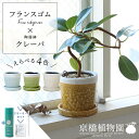 【スターターセット付】フランスゴム×ツートンカラー陶器鉢・クレーパ【受け皿付】【超曲がり/釉薬陶器鉢/イエロー/黄色/ホワイト/白/ライトグリーン/黄緑/ライトブルー/水色/スモールサイズ/植え替え/観葉植物/サスティー/SUSTEE/リーフクリン/IBのチカラ】4G