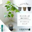 【スターターセット付】【アートストーン コニック】ウンベラータ 曲がり 6G【受け皿付】【ミドルサイズ/床置き/御祝/新築祝い/育てやすい/観葉植物/サスティー/SUSTEE/リーフクリン/IBのチカラ】【大型】
