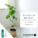 【スターターセット付】【シーグラスバスケット】ウンベラータ 曲がり 6号【受け皿付】【ミドルサイズ/床置き/御祝/新築祝い/育てやすい/観葉植物/サスティー/SUSTEE/リーフクリン/IBのチカラ】【大型】