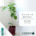 【スターターセット付】【JIU BAG(ジウバッグ)】ウンベラータ 曲がり 6号【受け皿付】【ミドルサイズ/床置き/御祝/新築祝い/育てやすい/観葉植物/サスティー/SUSTEE/リーフクリン/IBのチカラ】【大型】