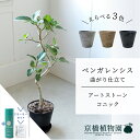 【スターターセット付】【アートストーン コニック】ベンガレンシス 曲がり 6G【受け皿付】【ミドルサイズ/床置き/御祝/新築祝い/育てやすい/観葉植物/サスティー/SUSTEE/リーフクリン/IBのチカラ】【大型】