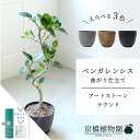 【スターターセット付】【アートストーン ラウンド】ベンガレンシス 曲がり 6G【受け皿付】【ミドルサイズ/床置き/御祝/新築祝い/育てやすい/観葉植物/サスティー/SUSTEE/リーフクリン/IBのチカラ】【大型】