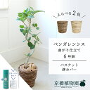 【SSクーポンあり】【SS特価品】【スターターセット付】【バスケット鉢カバー】幹太めタイプ ベンガレンシス 曲がり 6号【受け皿付】