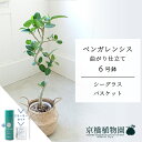 【SSクーポンあり】【SS特価品】【スターターセット付】【シーグラスバスケット】ベンガレンシス 曲がり 6号【受け皿付】【ミドルサイズ/床置き/御祝/新築祝い/育てやすい/観葉植物/サスティー/SUSTEE/リーフクリン/IBのチカラ】【大型】