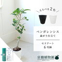 【SSクーポンあり】【SS特価品】【スターターセット付】【セラアート鉢】ベンガレンシス 曲がり 6号【受け皿付】【ミドルサイズ/床置き/御祝/新築祝い/育てやすい/観葉植物/サスティー/SUSTEE/リーフクリン/IBのチカラ】【大型】
