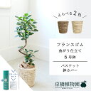 【SSクーポンあり】【SS特価品】【スターターセット付】【バスケット鉢カバー】フランスゴム 曲がり 6号【受け皿付】【ミドルサイズ/床置き/御祝/新築祝い/育てやすい/観葉植物/サスティー/SUSTEE/リーフクリン/IBのチカラ】【大型】