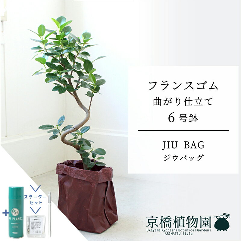 【5日はP5倍！】【マラソンクーポン有】【スターターセット付】【JIU BAG（ジウバッグ）】フランスゴム　曲がり　6号【受け皿付】【ミドルサイズ/床置き/御祝/新築祝い/育てやすい/観葉植物/サスティー/SUSTEE/リーフクリン/IBのチカラ】【大型】