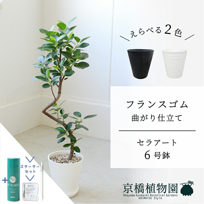 【スターターセット付】【セラアート鉢】フランスゴム　曲がり　6号【受け皿付】【ミドルサイズ/床置き/御祝/新築祝い/育てやすい/観葉植物/サスティー/SUSTEE/リーフクリン/IBのチカラ】【大型】