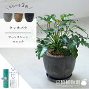 【スターターセット付】【アートストーン ラウンド】クッカバラ 5G【受け皿付】【ミドルサイズ/床置き/御祝/新築祝い/育てやすい/観葉植物/サスティー/SUSTEE/リーフクリン/IBのチカラ】