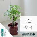 【スターターセット付】【JIU BAG（ジウバッグ）】パキラ　6号【受け皿付】【ミドルサイズ/床置き/御祝/新築祝い/育てやすい/観葉植物/サスティー/SUSTEE/リーフクリン/IBのチカラ】【大型】