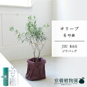 オリーブ 【スターターセット付】【JIU BAG（ジウバッグ）】オリーブ　6号【受け皿付】【ミドルサイズ/床置き/御祝/新築祝い/育てやすい/観葉植物/サスティー/SUSTEE/リーフクリン/IBのチカラ】【大型】