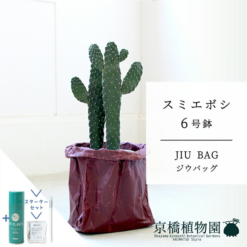 【スターターセット付】【JIU BAG（ジウバッグ）】スミエボシ　6号【受け皿付】【ミドルサイズ/床置き/御祝/新築祝い/育てやすい/観葉植物/サスティー/SUSTEE/リーフクリン/IBのチカラ】【大型】