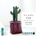 【スターターセット付】【JIU BAG(ジウバッグ)】スミエボシ 6号【受け皿付】【ミドルサイズ/床置き/御祝/新築祝い/育てやすい/観葉植物/サスティー/SUSTEE/リーフクリン/IBのチカラ】【大型】