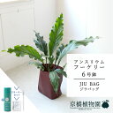 【スターターセット付】【JIU BAG(ジウバッグ)】アンスリウム・フーケリー 6号【受け皿付】【ミドルサイズ/床置き/御祝/新築祝い/育てやすい/観葉植物/サスティー/SUSTEE/リーフクリン/IBのチカラ】【大型】