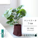 【スターターセット付】【JIU BAG(ジウバッグ)】フィカス・ウンベラータ 7号【受け皿付】【ミドルサイズ/床置き/御祝/新築祝い/育てやすい/観葉植物/サスティー/SUSTEE/リーフクリン/IBのチカラ】【大型】